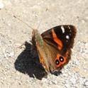 Vanessa gonerilla (New Zealand Red Admiral).JPG